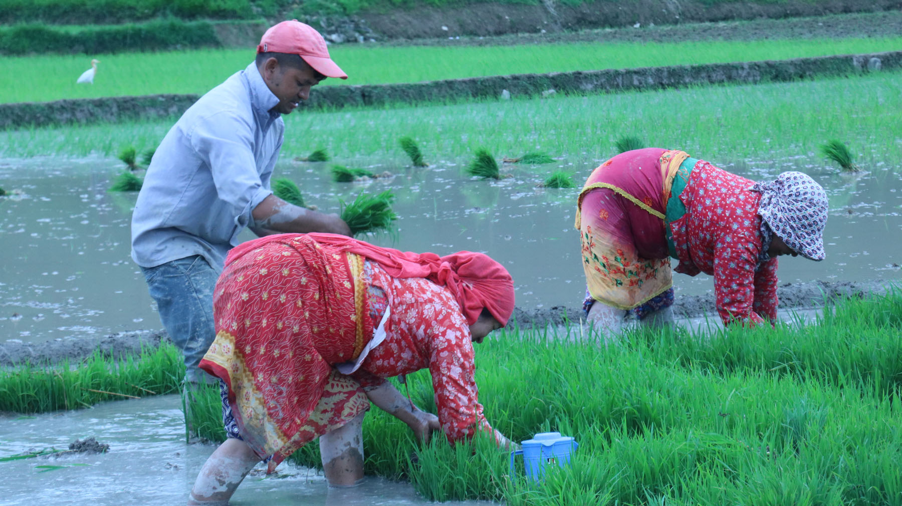 किसानलाई धान दिवसको खुसीभन्दा मलको गुनासो धेरै